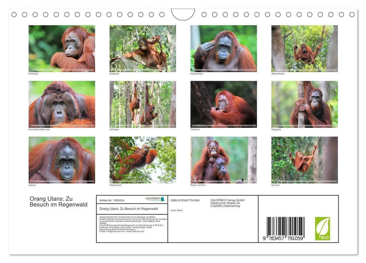 Bild: 9783457791059 | Orang Utans: Zu Besuch im Regenwald (Wandkalender 2026 DIN A4...