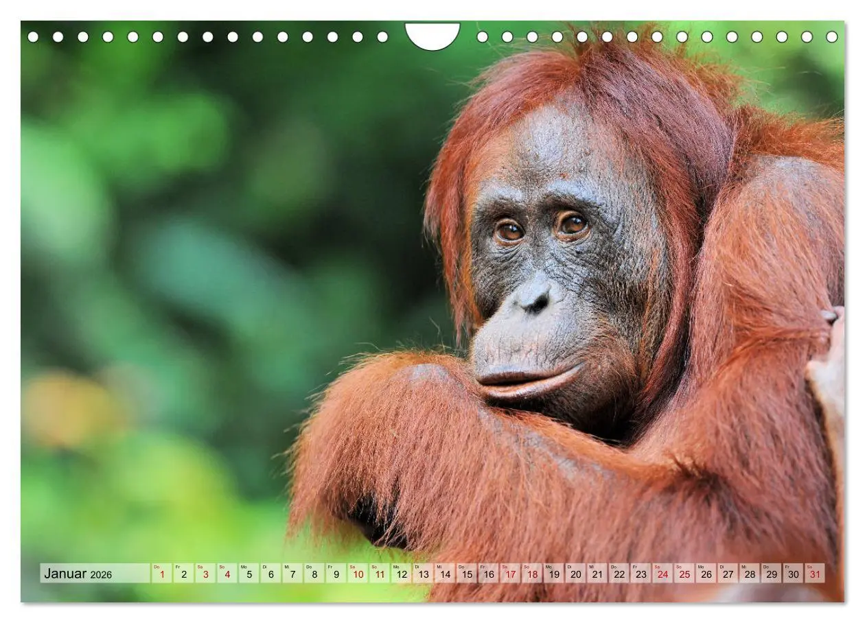 Bild: 9783457791059 | Orang Utans: Zu Besuch im Regenwald (Wandkalender 2026 DIN A4...