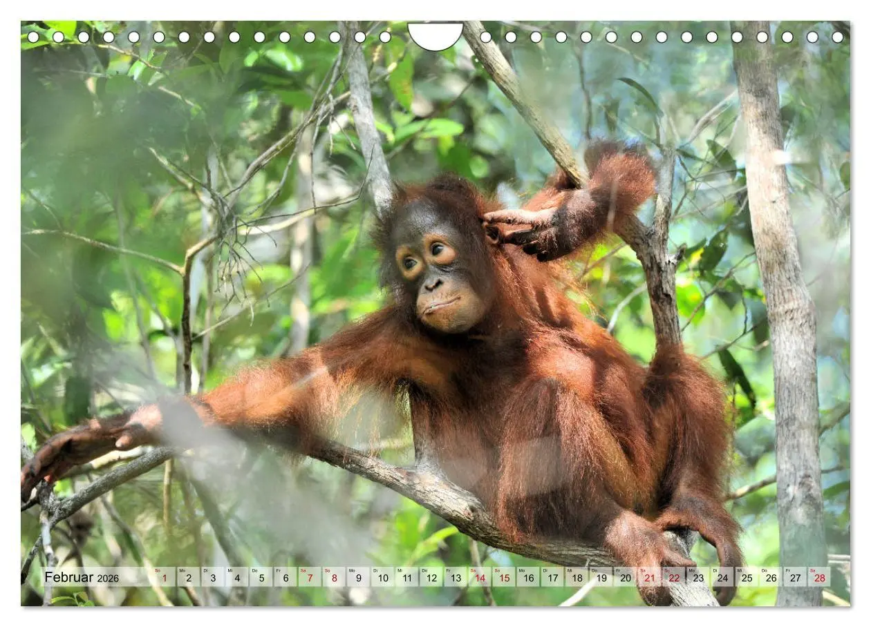 Bild: 9783457791059 | Orang Utans: Zu Besuch im Regenwald (Wandkalender 2026 DIN A4...