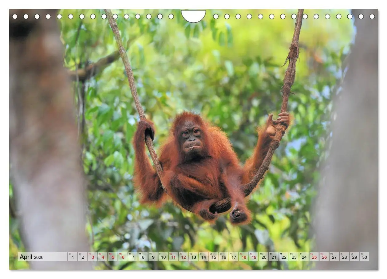 Bild: 9783457791059 | Orang Utans: Zu Besuch im Regenwald (Wandkalender 2026 DIN A4...