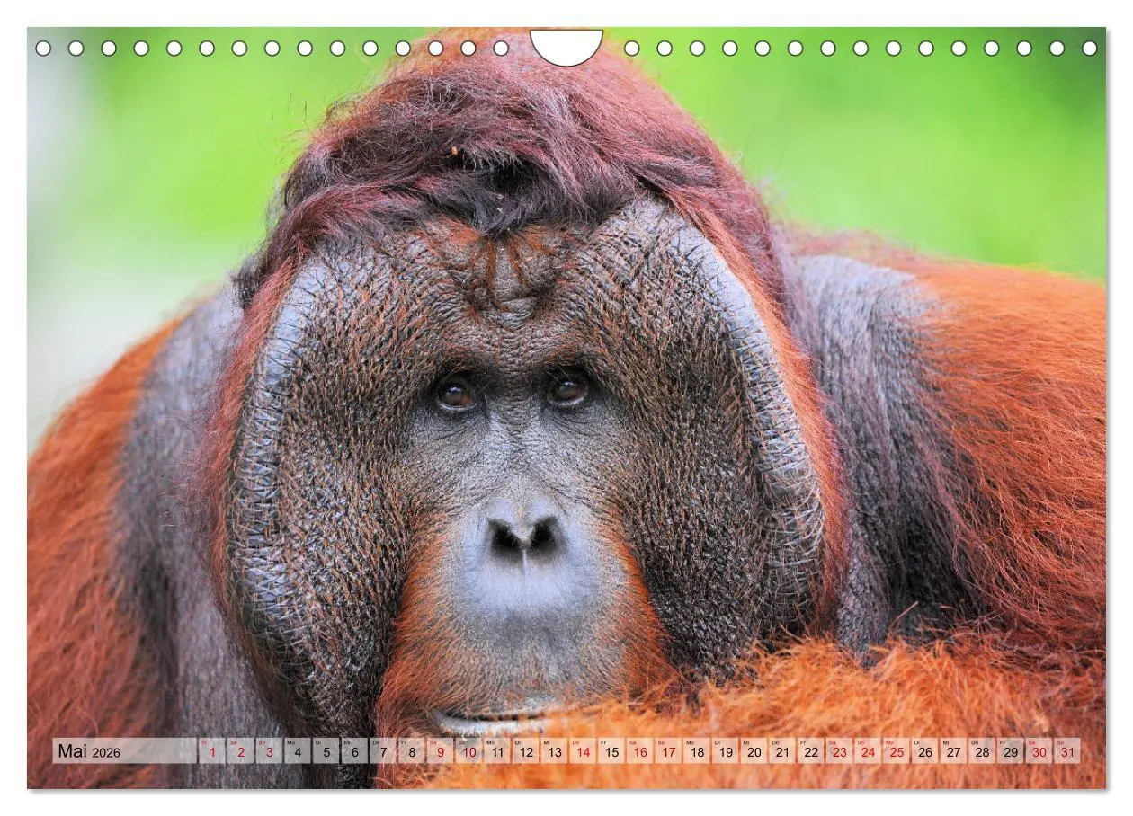 Bild: 9783457791059 | Orang Utans: Zu Besuch im Regenwald (Wandkalender 2026 DIN A4...