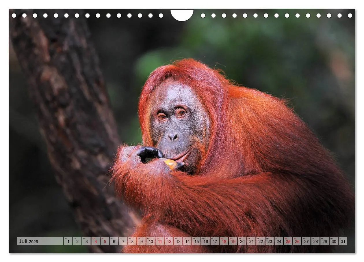 Bild: 9783457791059 | Orang Utans: Zu Besuch im Regenwald (Wandkalender 2026 DIN A4...