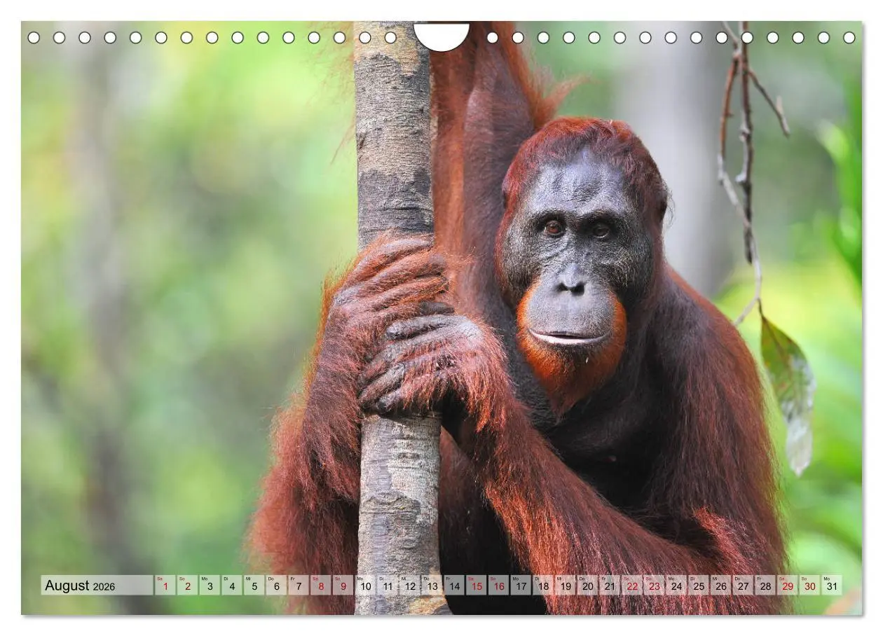 Bild: 9783457791059 | Orang Utans: Zu Besuch im Regenwald (Wandkalender 2026 DIN A4...