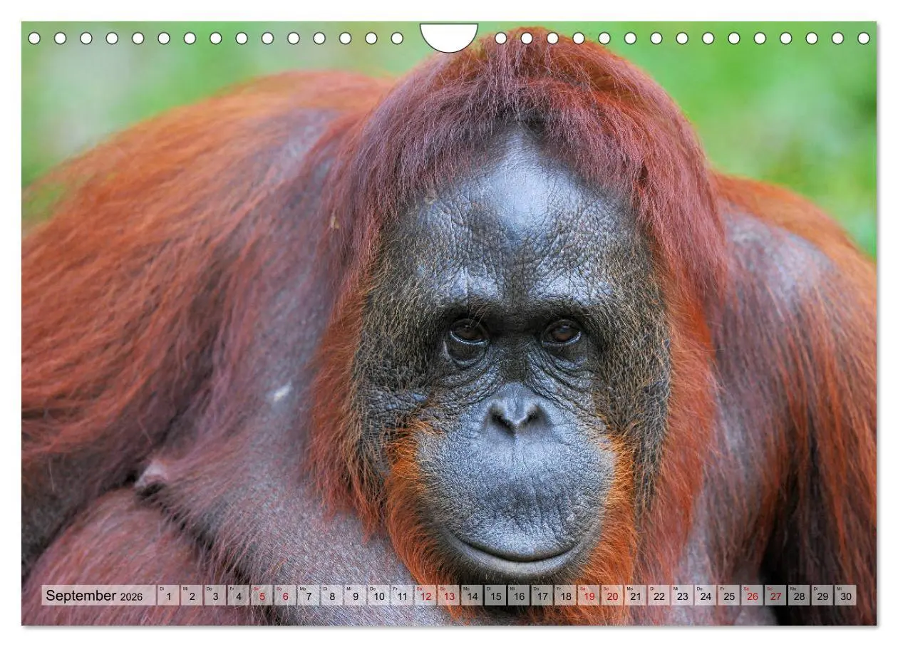 Bild: 9783457791059 | Orang Utans: Zu Besuch im Regenwald (Wandkalender 2026 DIN A4...