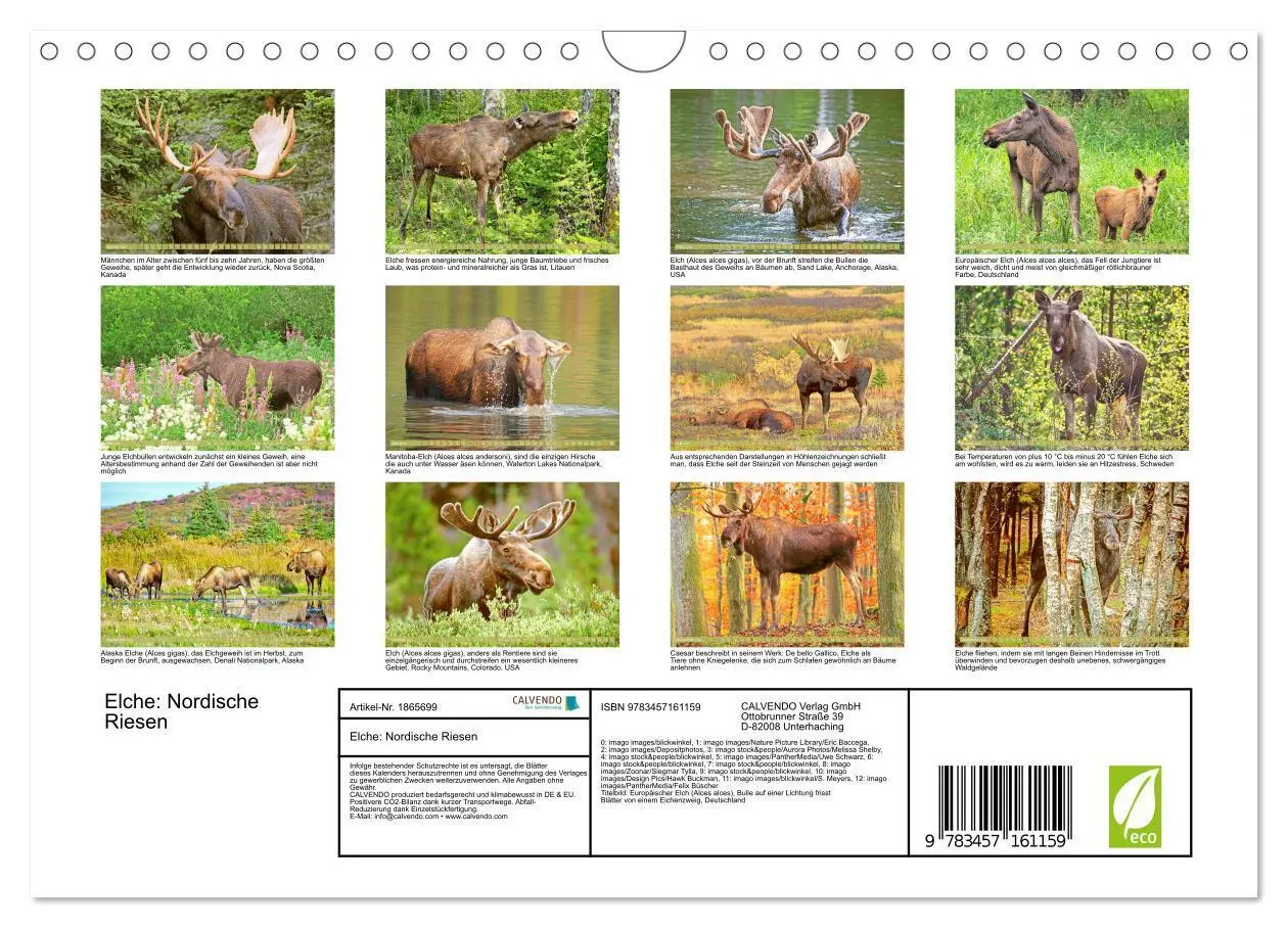 Bild: 9783457161159 | Elche: Nordische Riesen (Wandkalender 2025 DIN A4 quer), CALVENDO...