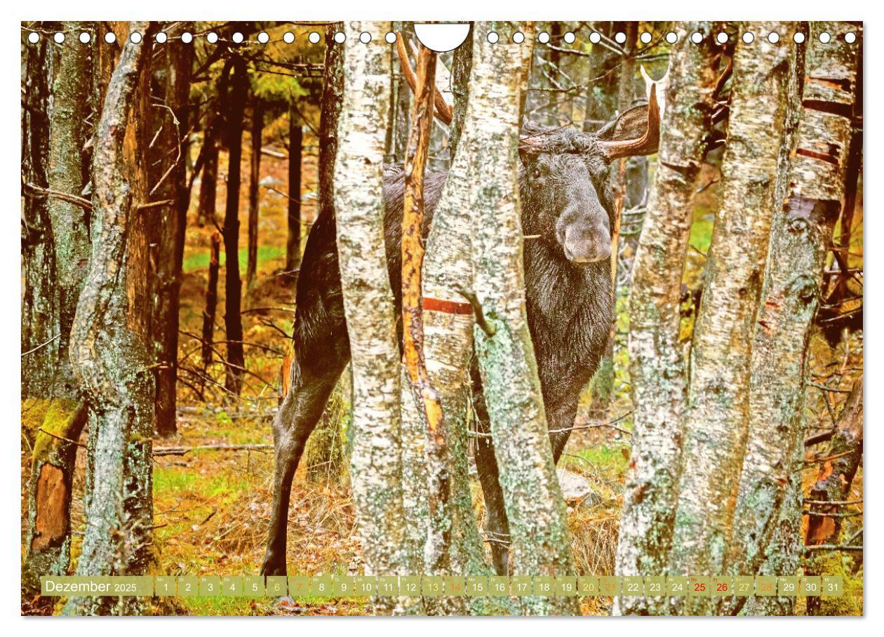 Bild: 9783457161159 | Elche: Nordische Riesen (Wandkalender 2025 DIN A4 quer), CALVENDO...