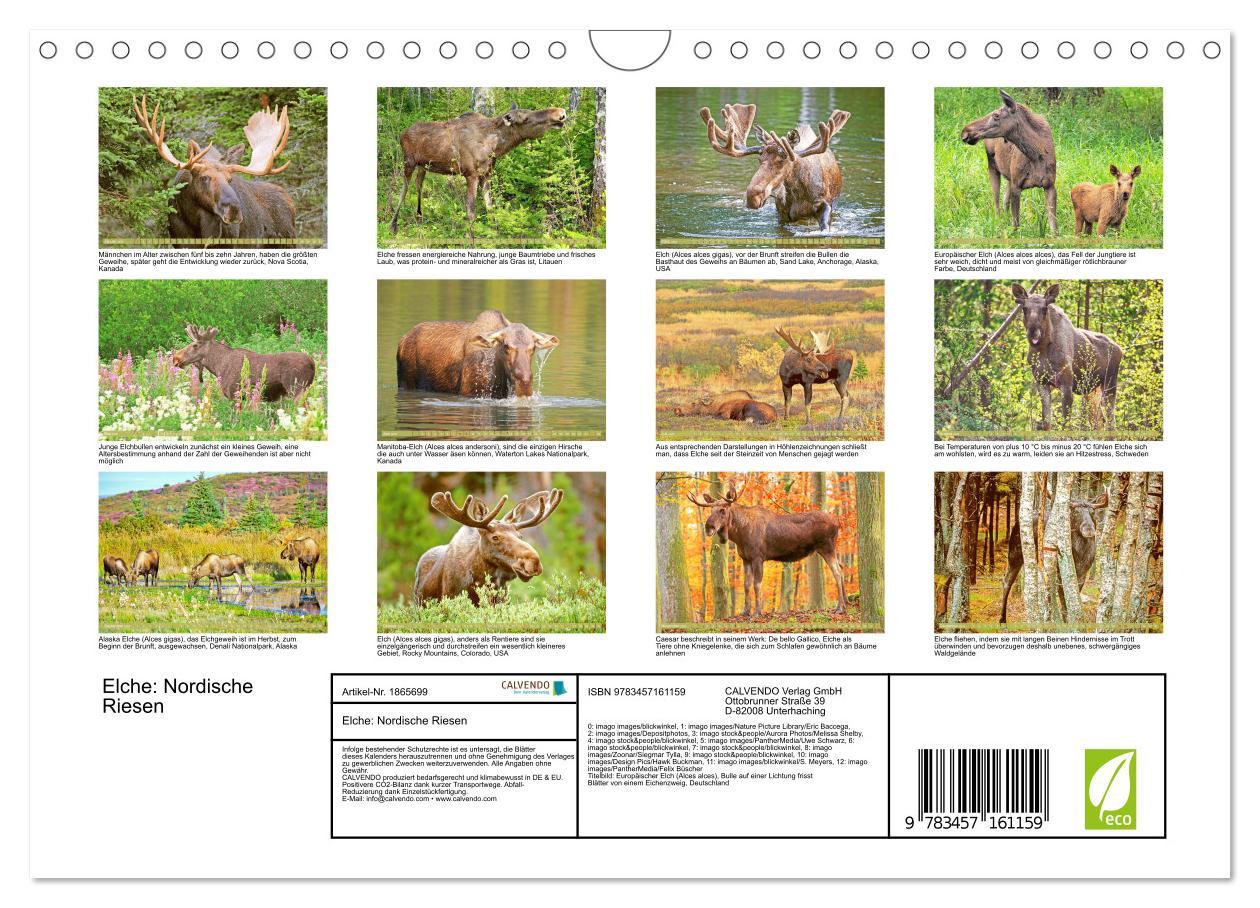 Bild: 9783457161159 | Elche: Nordische Riesen (Wandkalender 2025 DIN A4 quer), CALVENDO...
