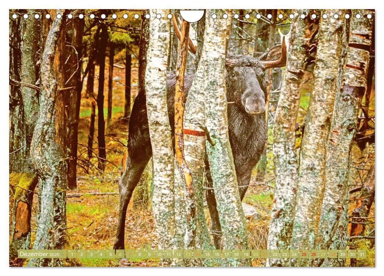 Bild: 9783457161159 | Elche: Nordische Riesen (Wandkalender 2025 DIN A4 quer), CALVENDO...