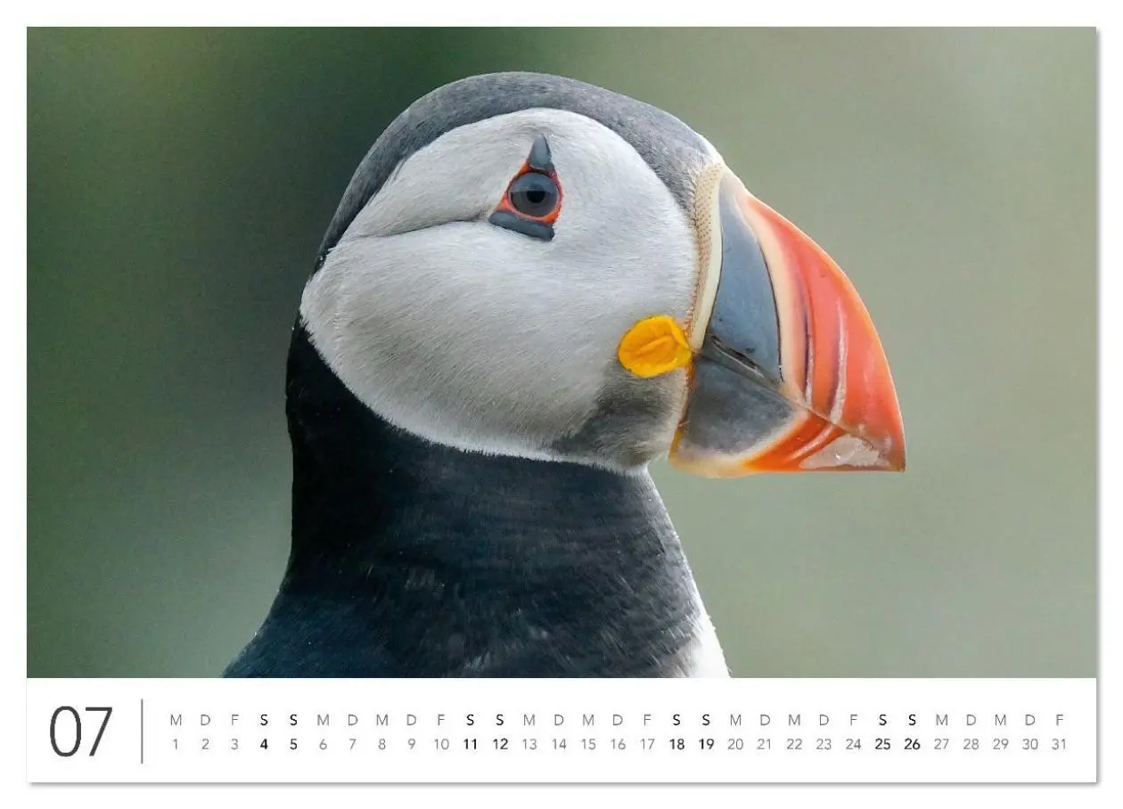 Bild: 9783516631159 | Magisches Island (Wandkalender 2026 DIN A2 quer), CALVENDO...