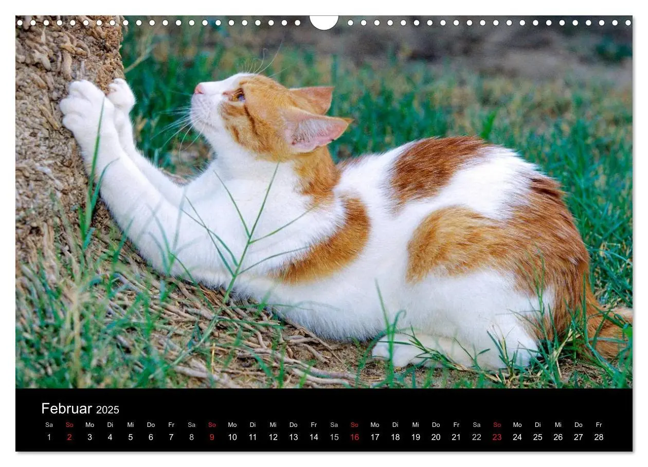 Bild: 9783435821259 | Katzen (Wandkalender 2025 DIN A3 quer), CALVENDO Monatskalender | 2025