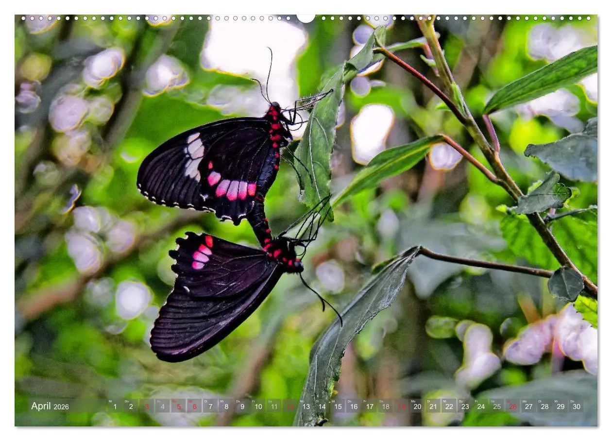Bild: 9783516161359 | Kolumbien (hochwertiger Premium Wandkalender 2026 DIN A2 quer),...