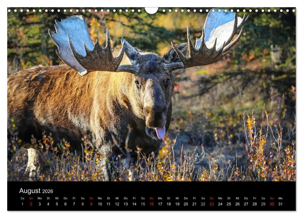 Bild: 9783516081459 | Alaska 2026 Wildes Land am Ende der Welt (Wandkalender 2026 DIN A3...