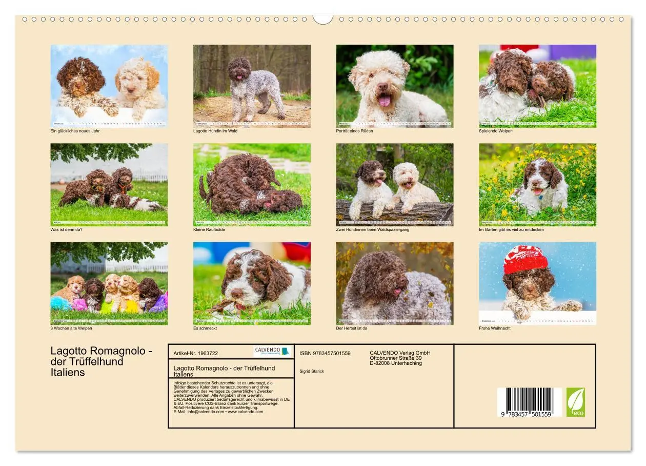 Bild: 9783457501559 | Lagotto Romagnolo - der Trüffelhund Italiens (hochwertiger Premium...