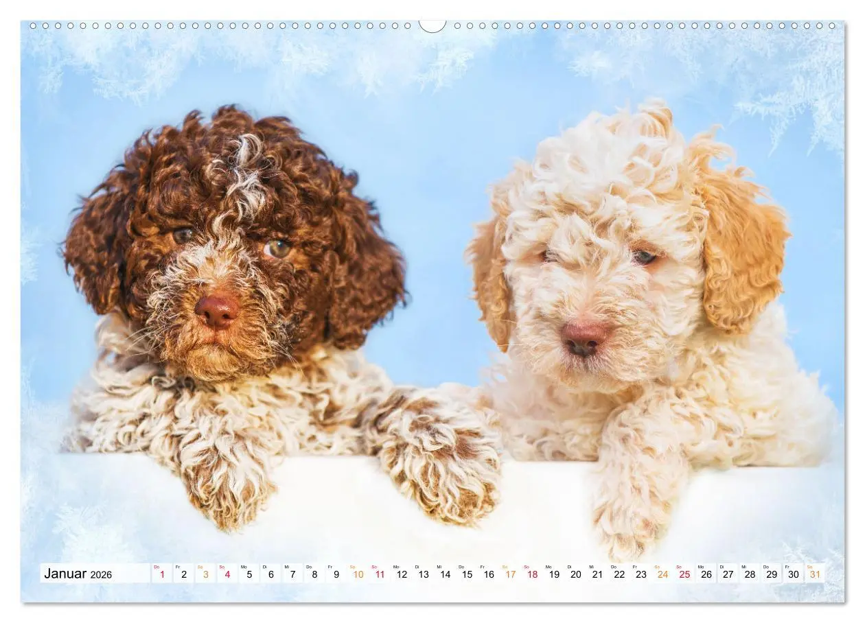 Bild: 9783457501559 | Lagotto Romagnolo - der Trüffelhund Italiens (hochwertiger Premium...