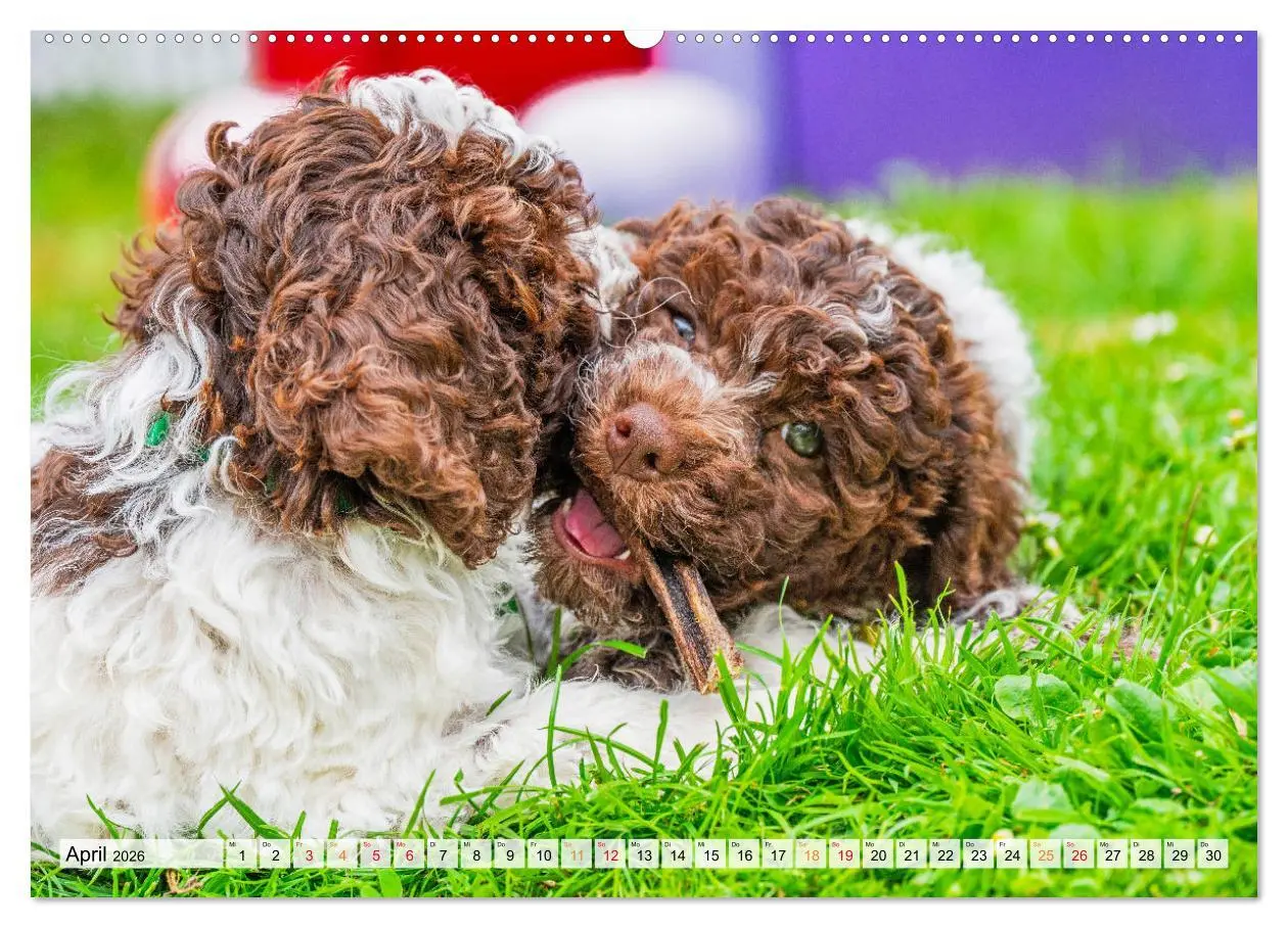 Bild: 9783457501559 | Lagotto Romagnolo - der Trüffelhund Italiens (hochwertiger Premium...