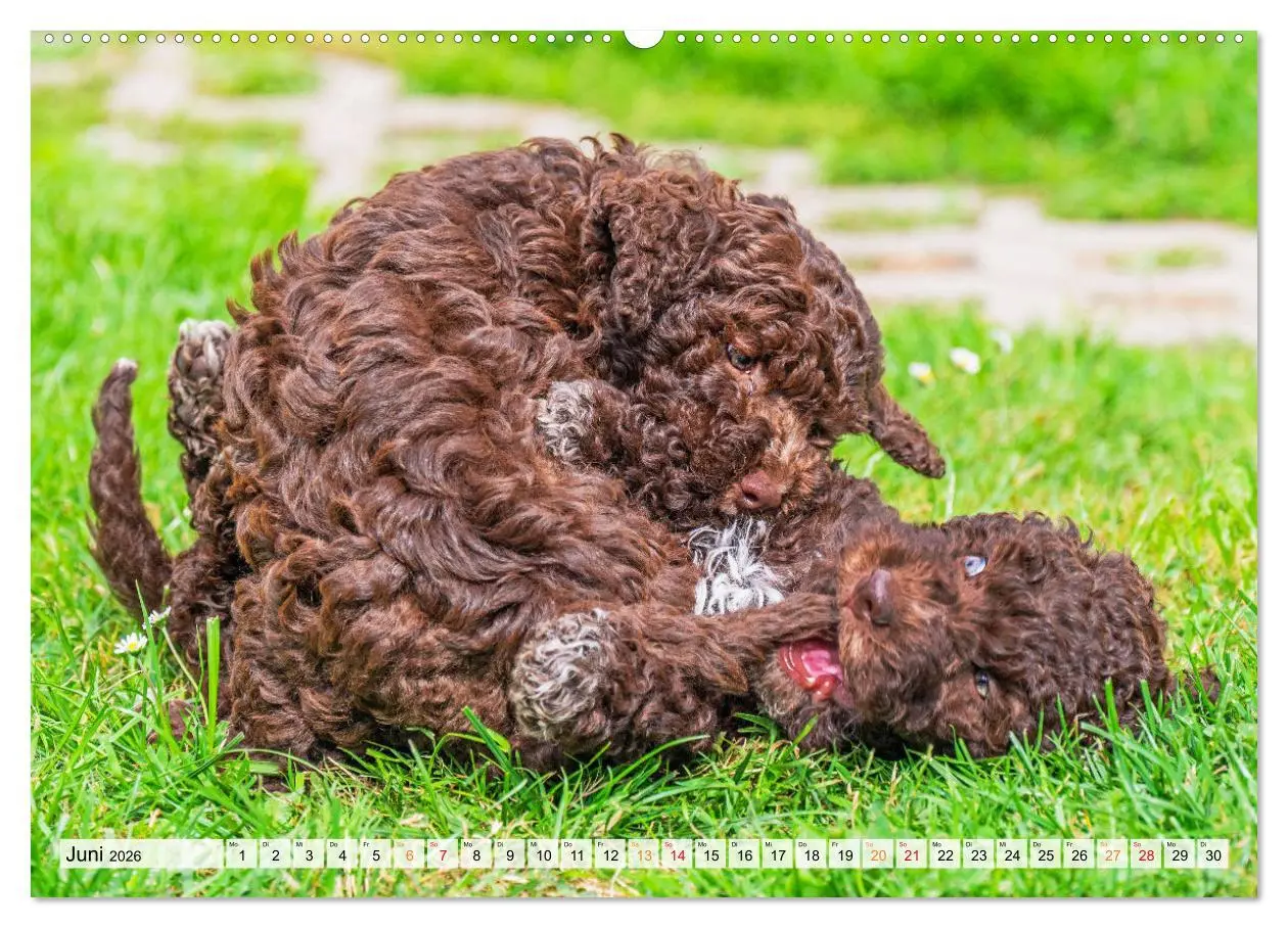 Bild: 9783457501559 | Lagotto Romagnolo - der Trüffelhund Italiens (hochwertiger Premium...