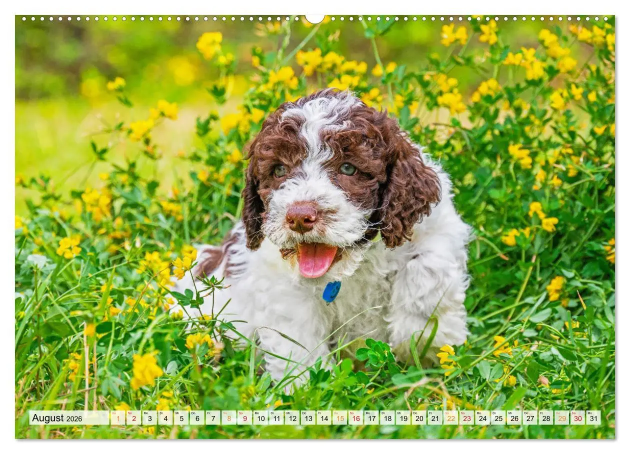 Bild: 9783457501559 | Lagotto Romagnolo - der Trüffelhund Italiens (hochwertiger Premium...