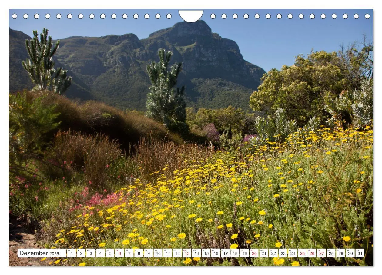 Bild: 9783457341759 | Südafrika - Kapstadt (Wandkalender 2026 DIN A4 quer), CALVENDO...
