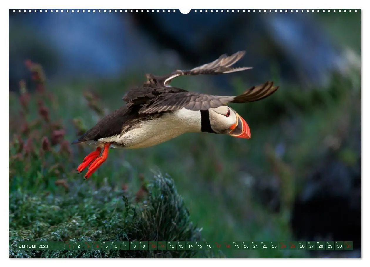 Bild: 9783516661859 | Puffins - Papageientaucher auf Island (hochwertiger Premium...