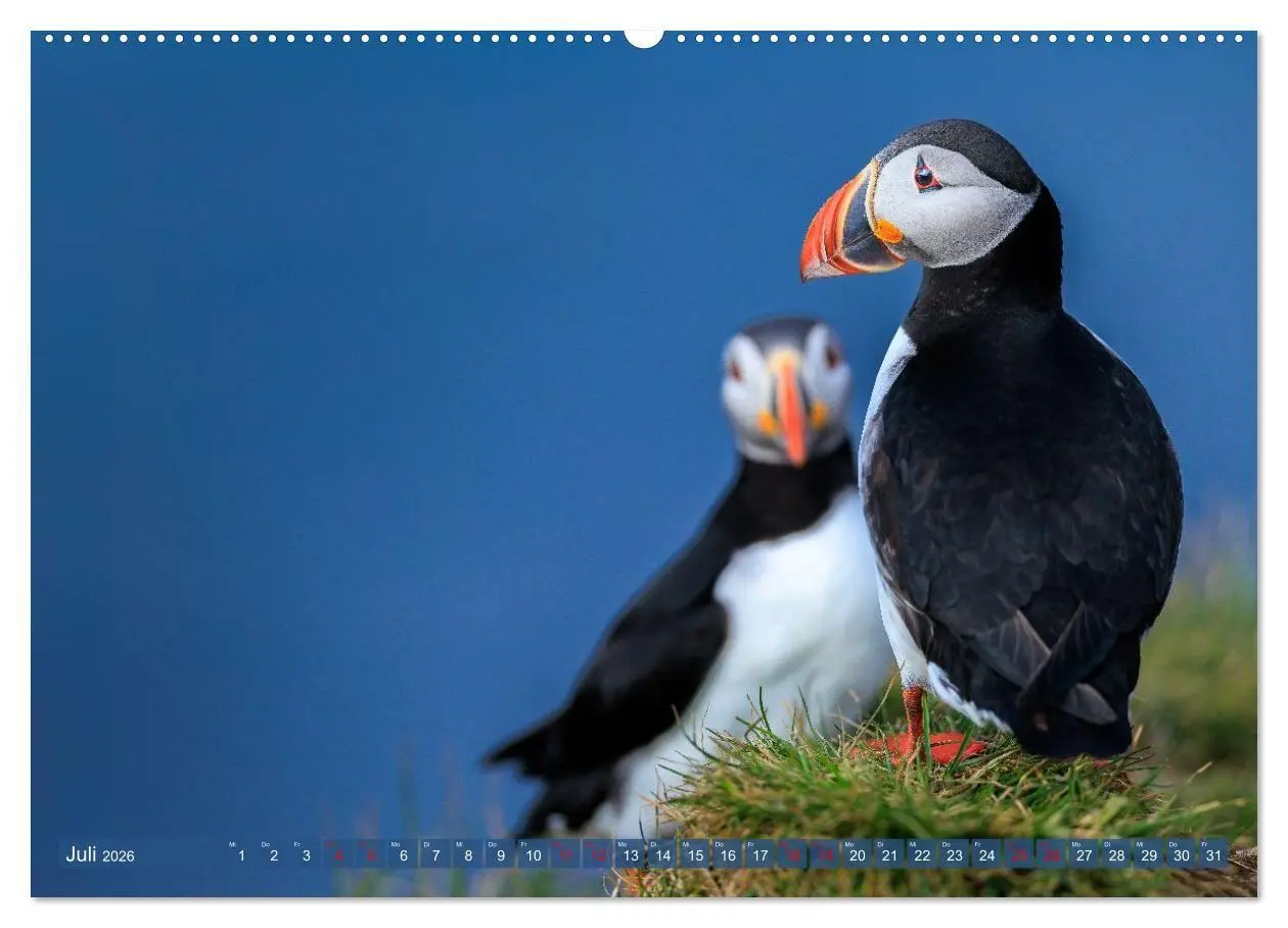 Bild: 9783516661859 | Puffins - Papageientaucher auf Island (hochwertiger Premium...