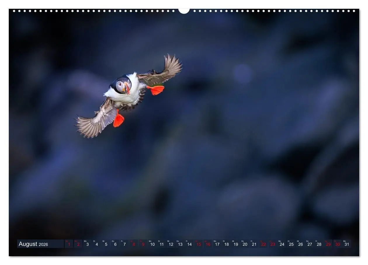 Bild: 9783516661859 | Puffins - Papageientaucher auf Island (hochwertiger Premium...