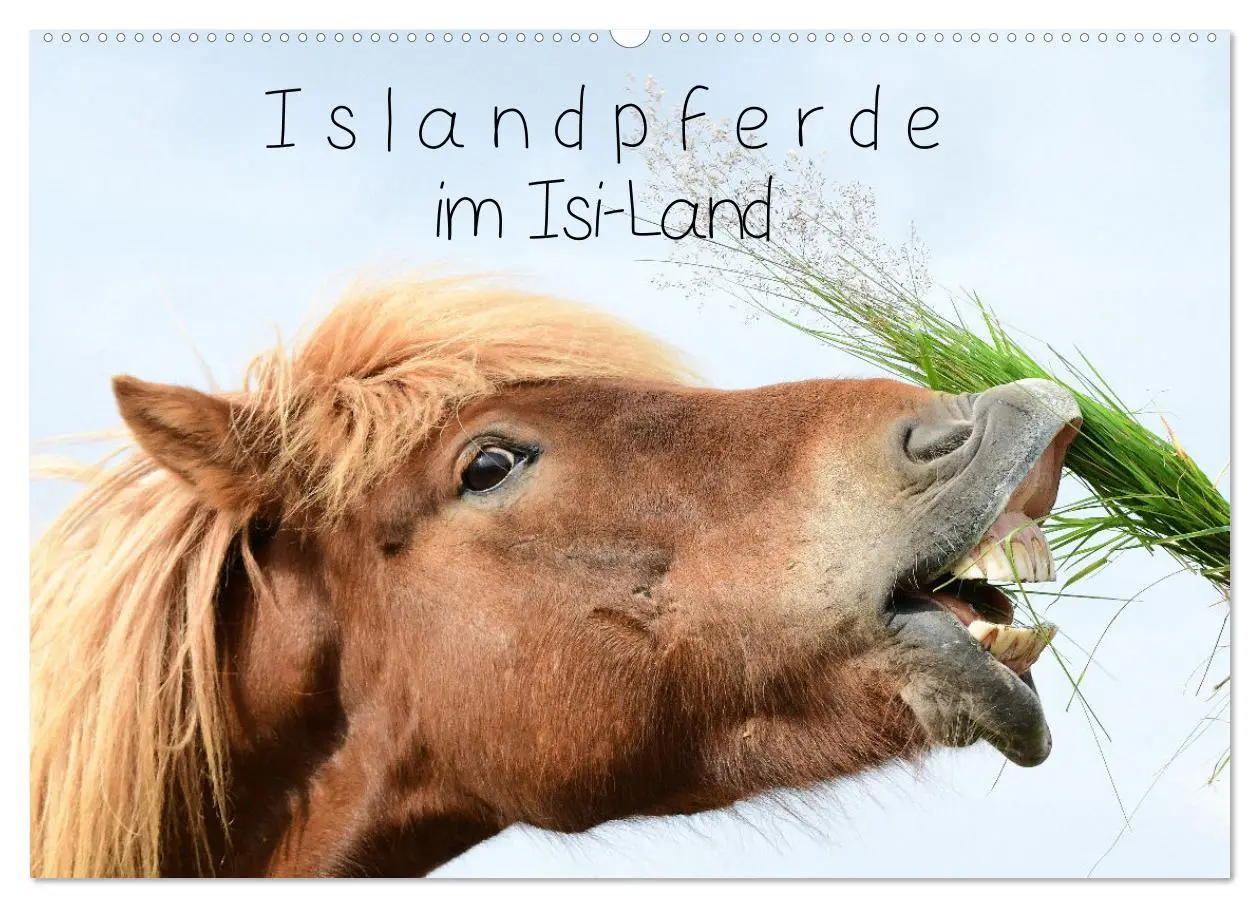 Cover: 9783457321959 | Islandpferde im Isi-Land (Wandkalender 2026 DIN A2 quer), CALVENDO...