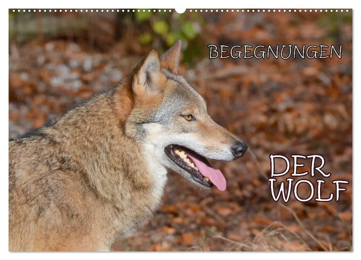 Cover: 9783457871959 | Begegnungen DER WOLF (Wandkalender 2026 DIN A2 quer), CALVENDO...