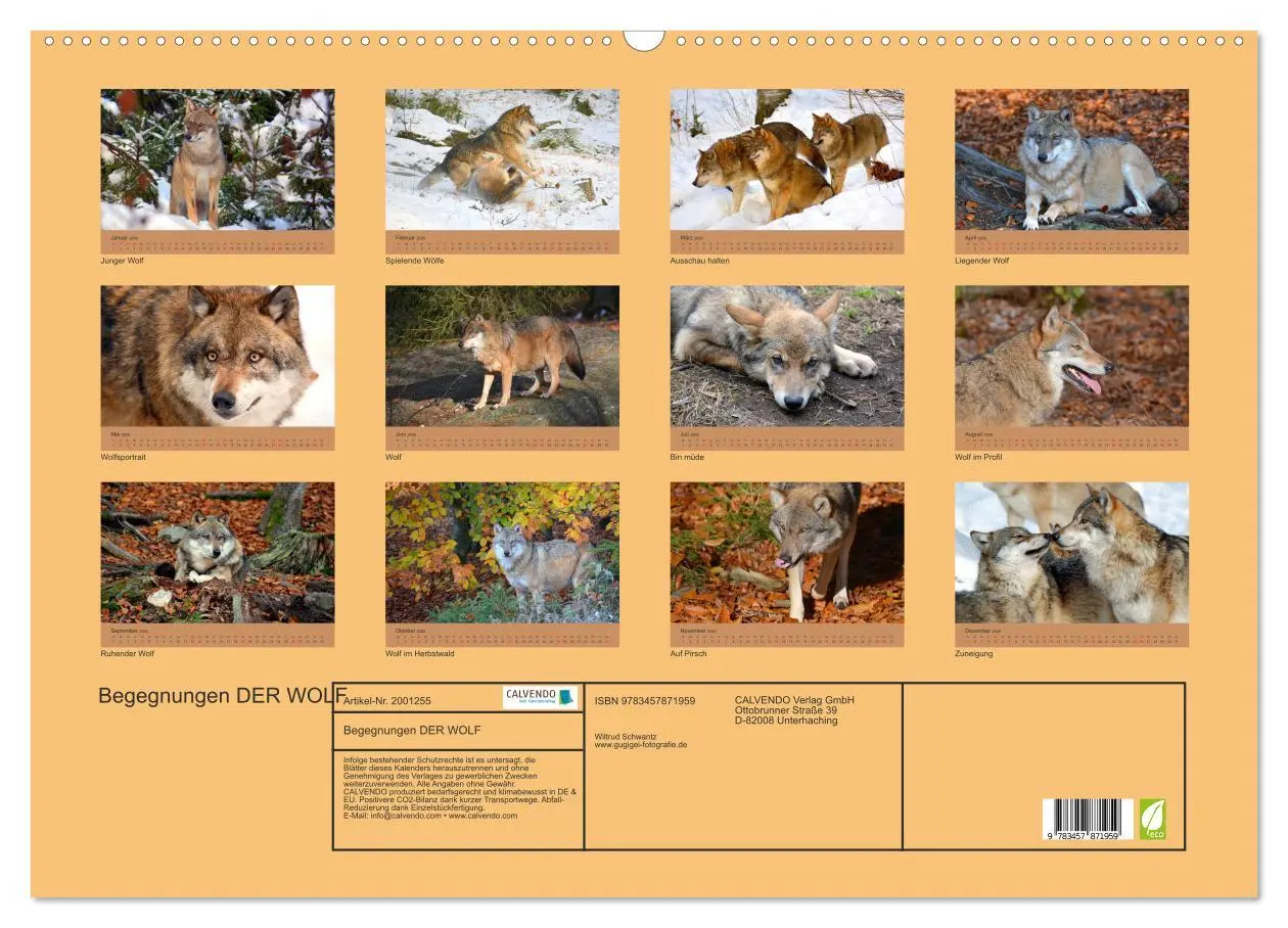 Bild: 9783457871959 | Begegnungen DER WOLF (Wandkalender 2026 DIN A2 quer), CALVENDO...