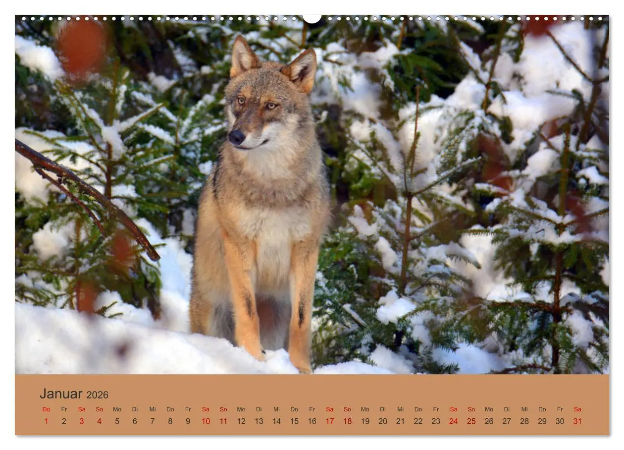 Bild: 9783457871959 | Begegnungen DER WOLF (Wandkalender 2026 DIN A2 quer), CALVENDO...