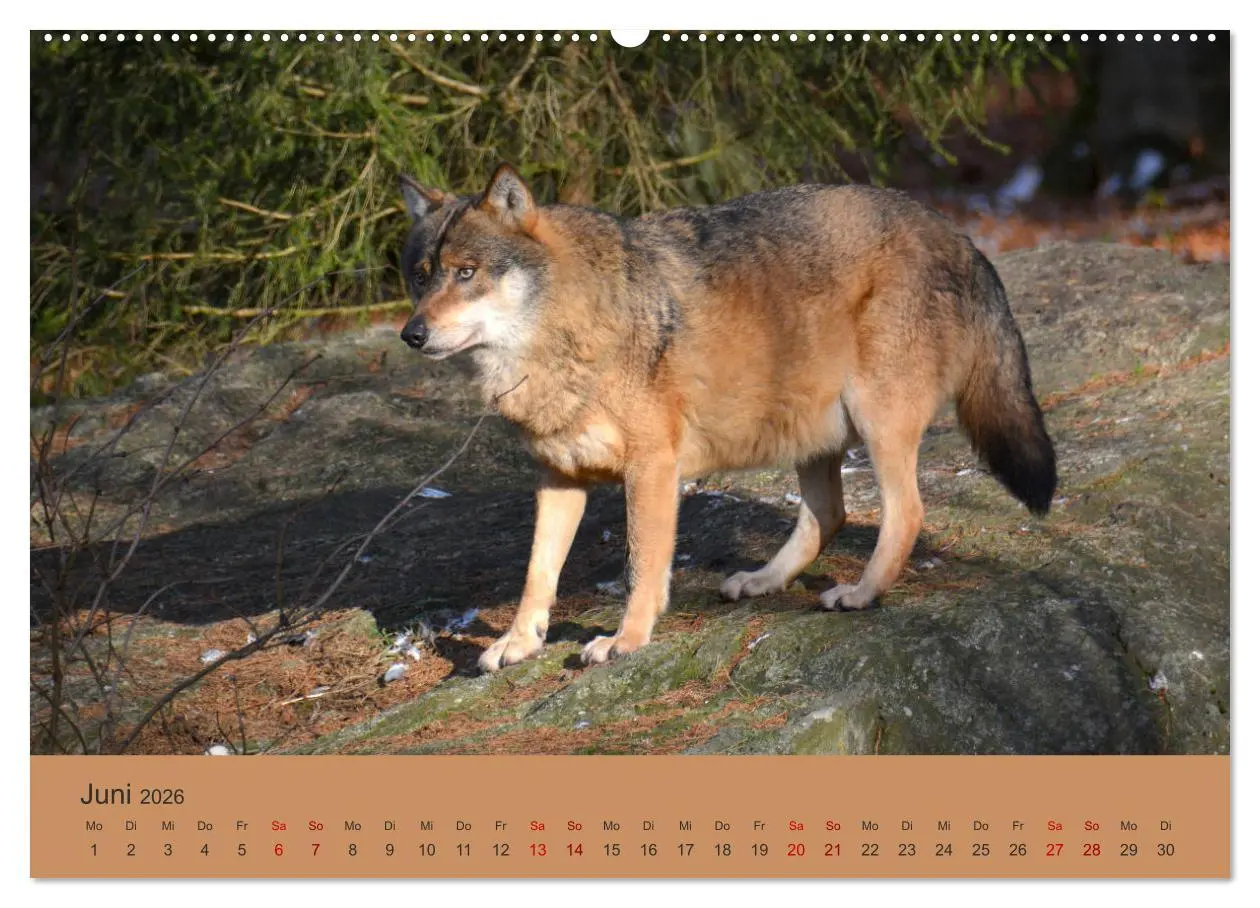 Bild: 9783457871959 | Begegnungen DER WOLF (Wandkalender 2026 DIN A2 quer), CALVENDO...
