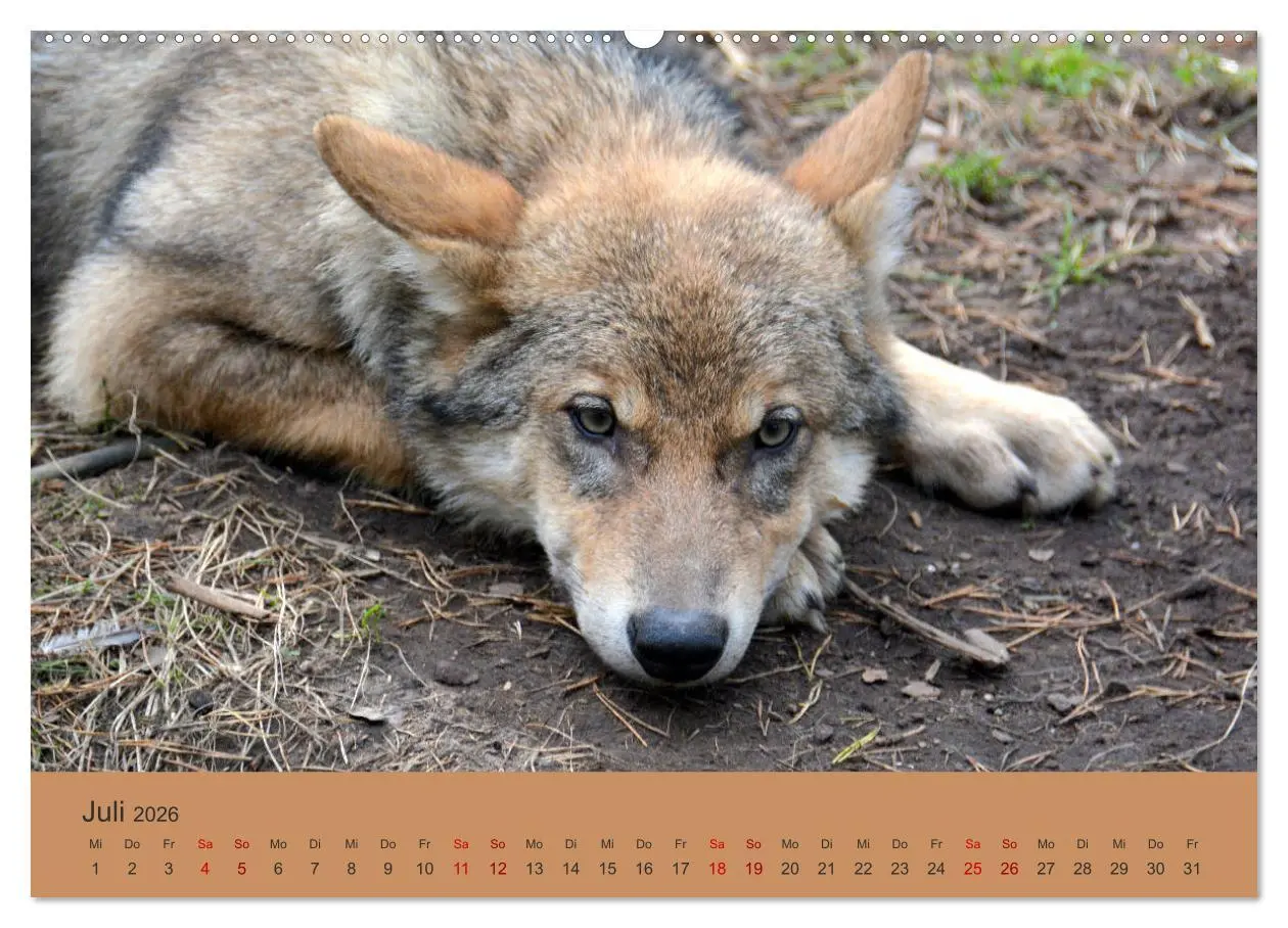 Bild: 9783457871959 | Begegnungen DER WOLF (Wandkalender 2026 DIN A2 quer), CALVENDO...