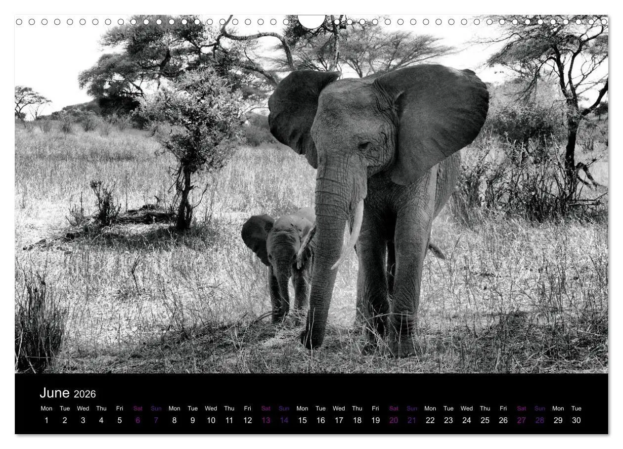 Bild: 9783516581959 | East Africa - Tanzania and Kenya / UK-Version (Wall Calendar 2026...