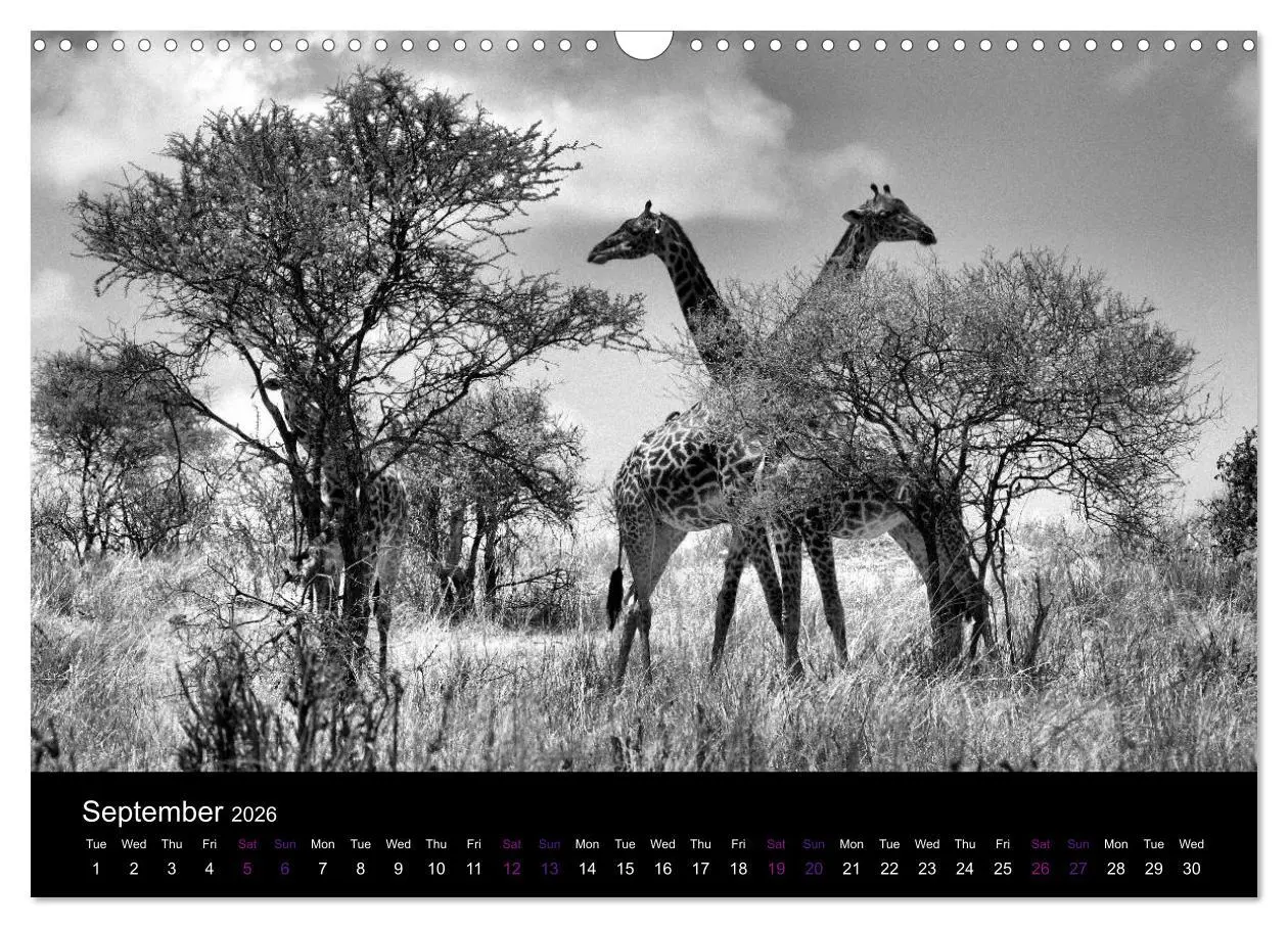 Bild: 9783516581959 | East Africa - Tanzania and Kenya / UK-Version (Wall Calendar 2026...