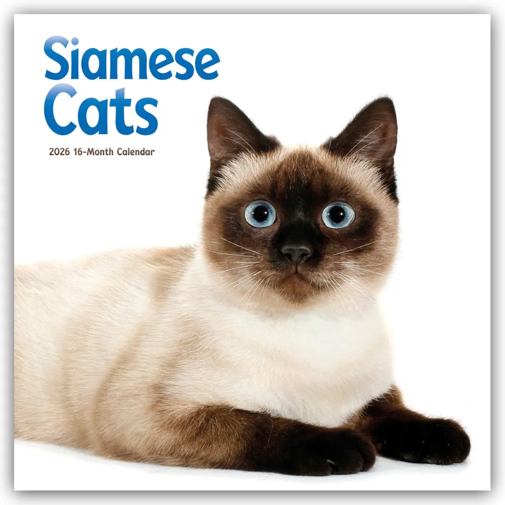 Cover: 9781529852059 | Siamese Cats - Siamesische Katzen - Siamkatzen 2026 - Wand-Kalender