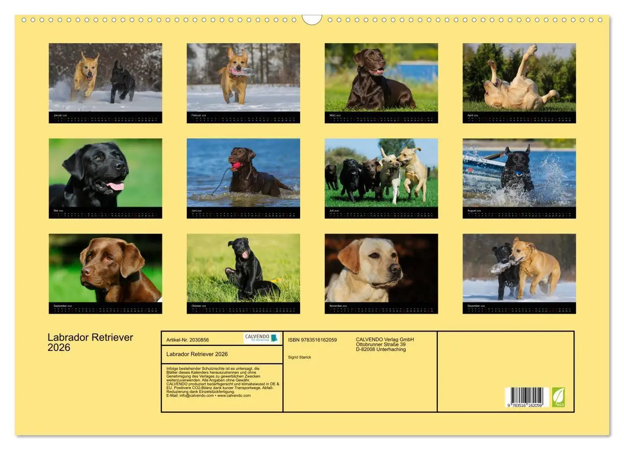 Bild: 9783516162059 | Labrador Retriever 2026 (Wandkalender 2026 DIN A2 quer), CALVENDO...