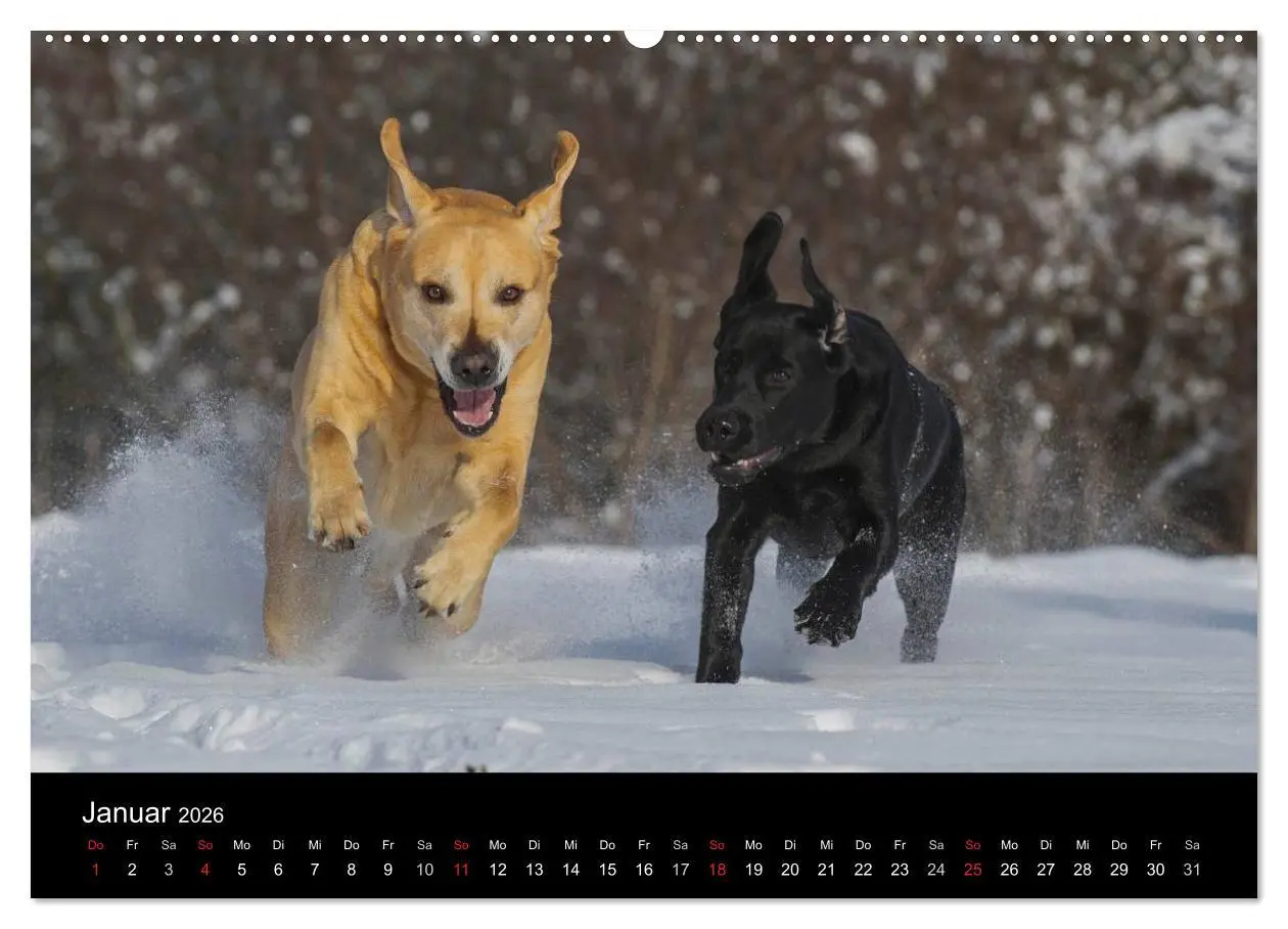 Bild: 9783516162059 | Labrador Retriever 2026 (Wandkalender 2026 DIN A2 quer), CALVENDO...
