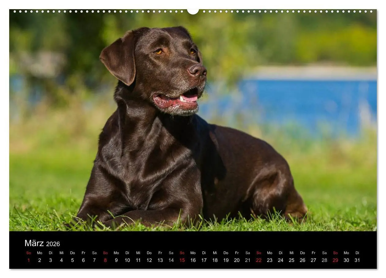 Bild: 9783516162059 | Labrador Retriever 2026 (Wandkalender 2026 DIN A2 quer), CALVENDO...