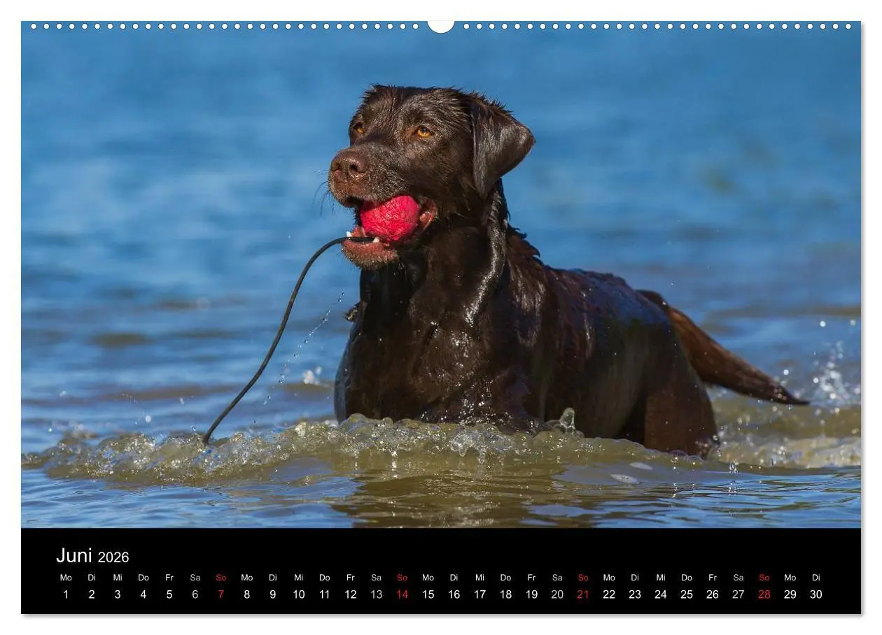 Bild: 9783516162059 | Labrador Retriever 2026 (Wandkalender 2026 DIN A2 quer), CALVENDO...
