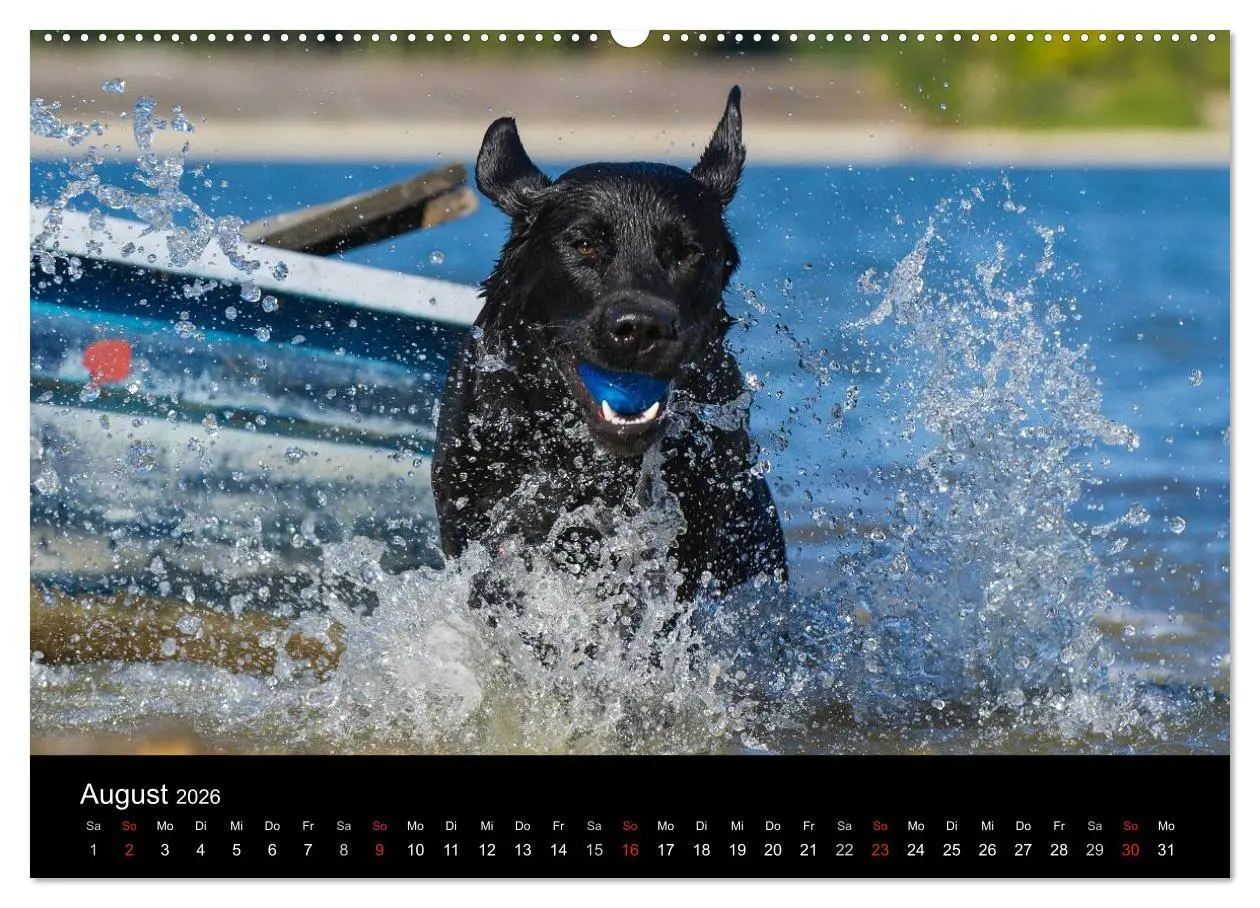 Bild: 9783516162059 | Labrador Retriever 2026 (Wandkalender 2026 DIN A2 quer), CALVENDO...