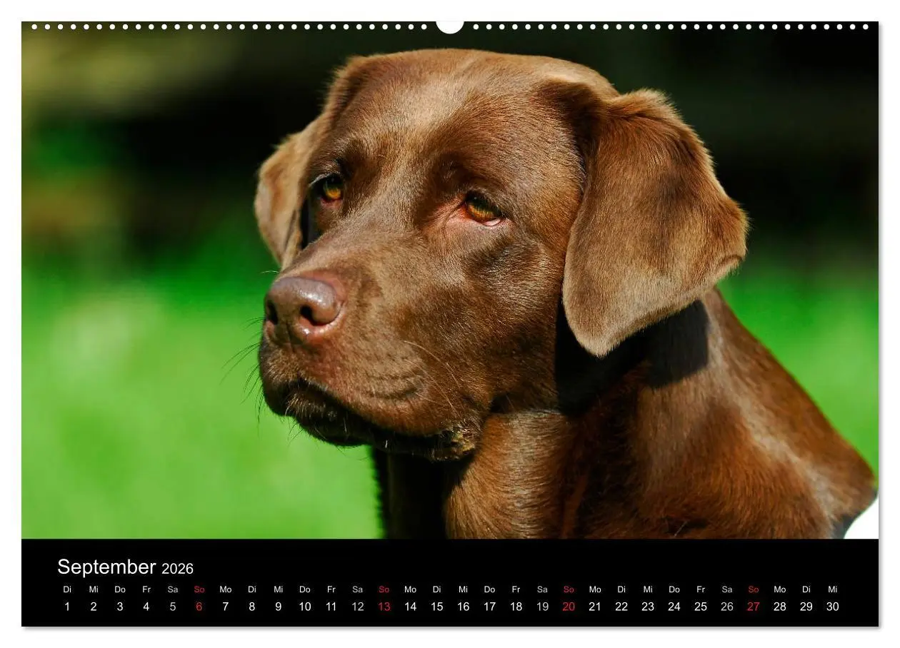Bild: 9783516162059 | Labrador Retriever 2026 (Wandkalender 2026 DIN A2 quer), CALVENDO...