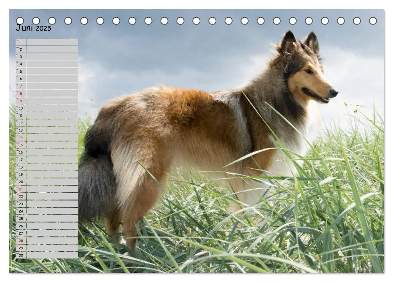 Bild: 9783435412259 | Highland Hawk Fame - Ein Collie begleitet durch das Jahr...