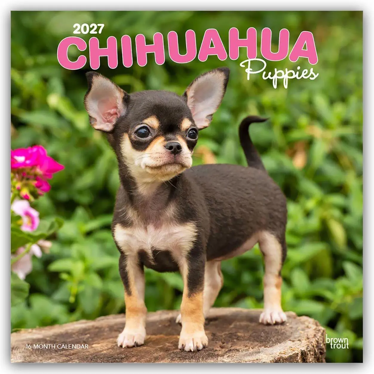 Cover: 9798330712359 | Chihuahua Puppies - Chihuahua Welpen 2027 - 16-Monatskalender | 28 S.