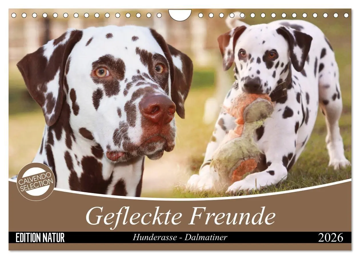 Cover: 9783457882559 | Gefleckte Freunde - Hunderasse Dalmatiner (Wandkalender 2026 DIN A4...