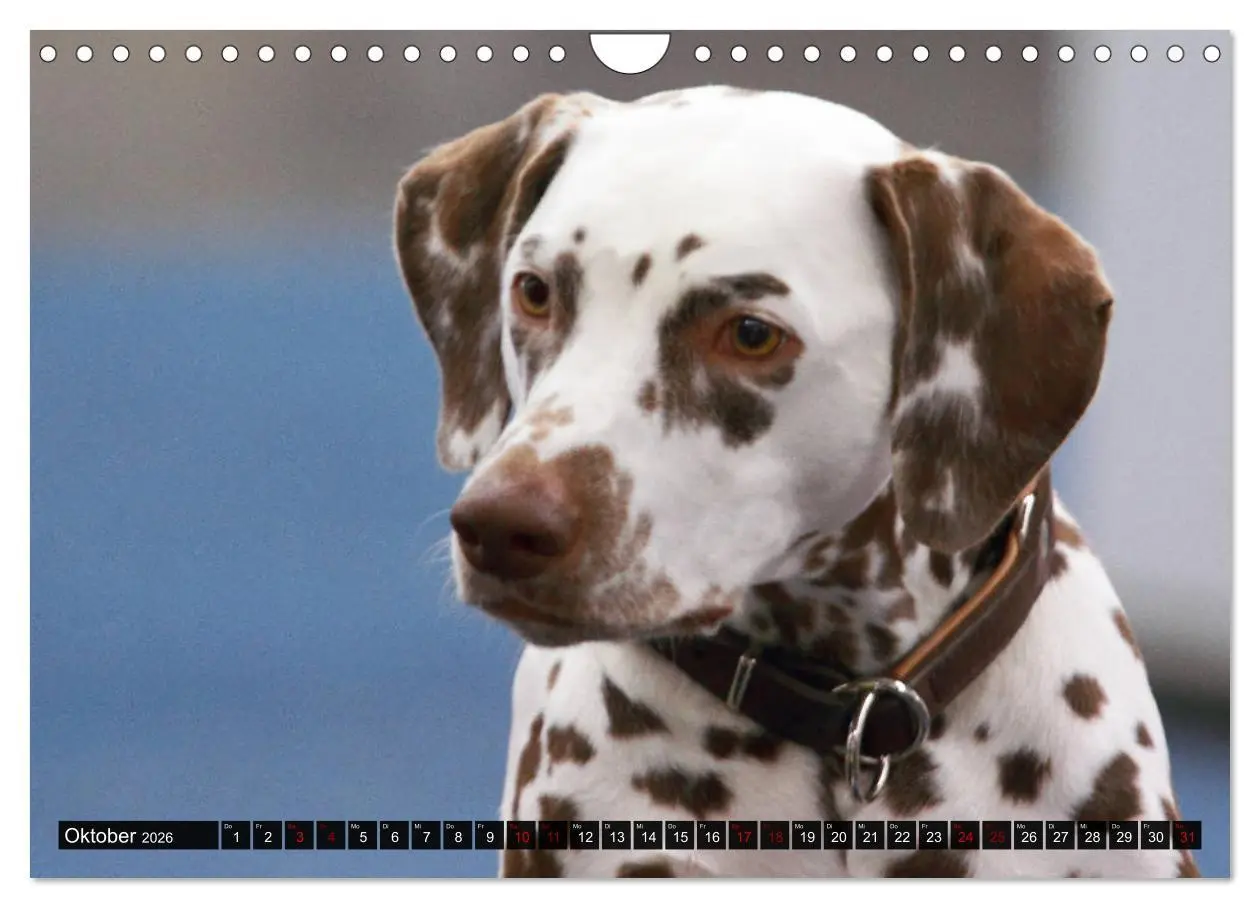 Bild: 9783457882559 | Gefleckte Freunde - Hunderasse Dalmatiner (Wandkalender 2026 DIN A4...