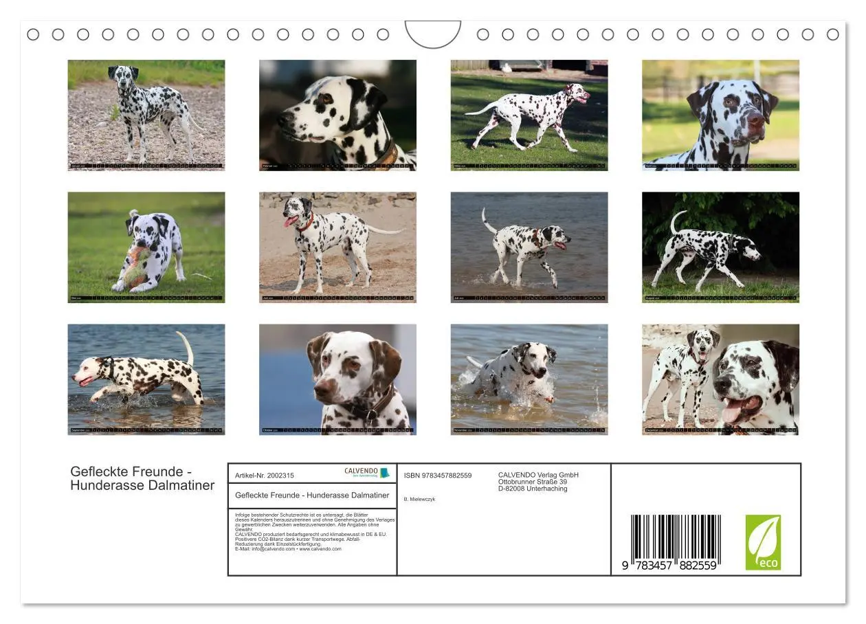 Bild: 9783457882559 | Gefleckte Freunde - Hunderasse Dalmatiner (Wandkalender 2026 DIN A4...