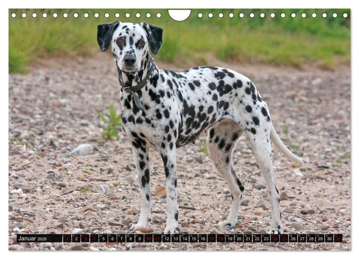 Bild: 9783457882559 | Gefleckte Freunde - Hunderasse Dalmatiner (Wandkalender 2026 DIN A4...