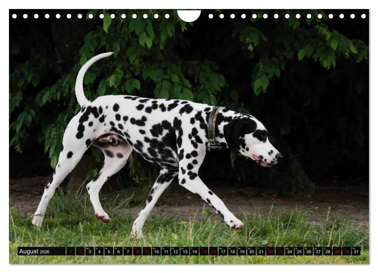 Bild: 9783457882559 | Gefleckte Freunde - Hunderasse Dalmatiner (Wandkalender 2026 DIN A4...