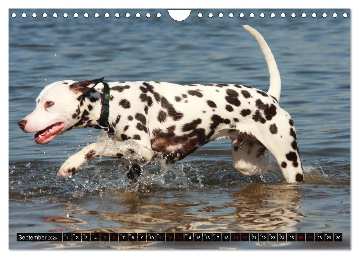 Bild: 9783457882559 | Gefleckte Freunde - Hunderasse Dalmatiner (Wandkalender 2026 DIN A4...