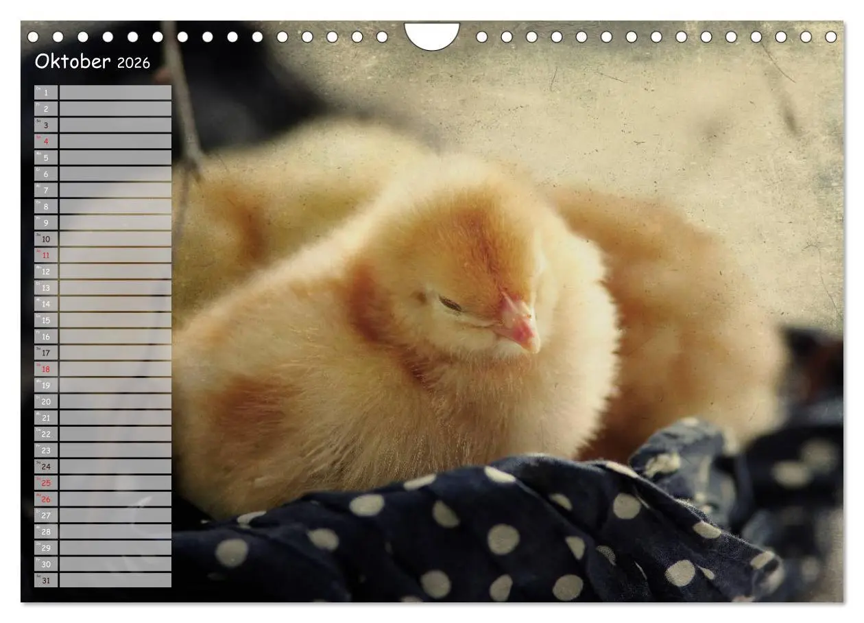 Bild: 9783516042559 | Tierisches aus der Küken-Welt (Wandkalender 2026 DIN A4 quer),...