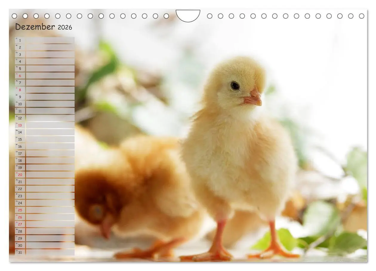 Bild: 9783516042559 | Tierisches aus der Küken-Welt (Wandkalender 2026 DIN A4 quer),...